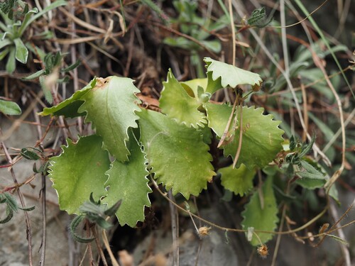 Primula marginata, photograph 1