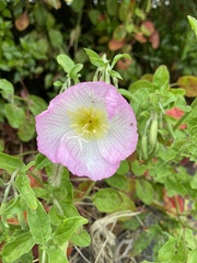 Oenothera speciosa
