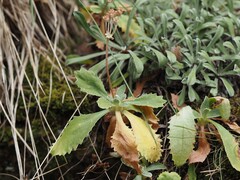 Primula marginata, photograph (c) Louis Aureglia, some rights reserved (CC BY)
