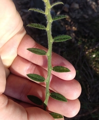 Bossiaea stephensonii