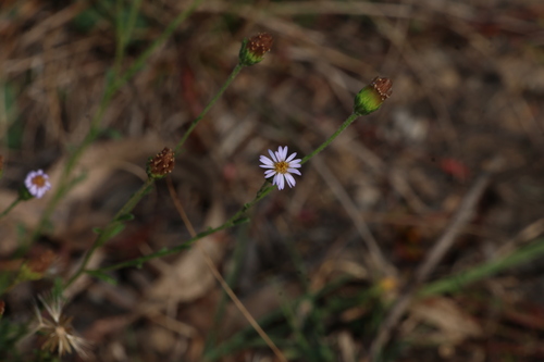 Vittadinia cuneata