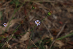 Vittadinia cuneata