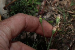 Vittadinia cuneata, photograph (c) Greg Tasney, some rights reserved (CC BY-SA)