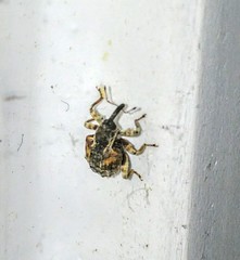 Conotrachelus anaglypticus
