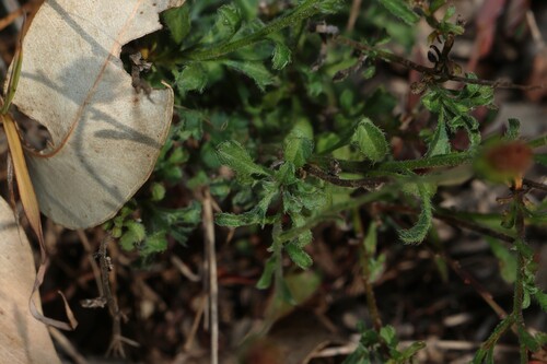 Vittadinia cuneata, photograph 2