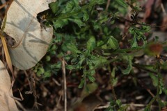 Vittadinia cuneata, photograph (c) Greg Tasney, some rights reserved (CC BY-SA)