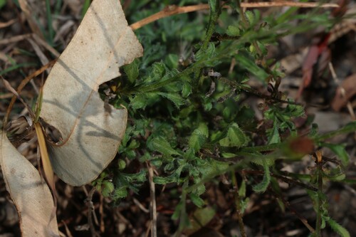 Vittadinia cuneata, photograph 4