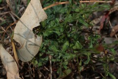 Vittadinia cuneata, photograph (c) Greg Tasney, some rights reserved (CC BY-SA)