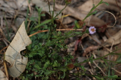 Vittadinia cuneata, photograph (c) Greg Tasney, some rights reserved (CC BY-SA)