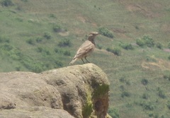 Geositta cunicularia