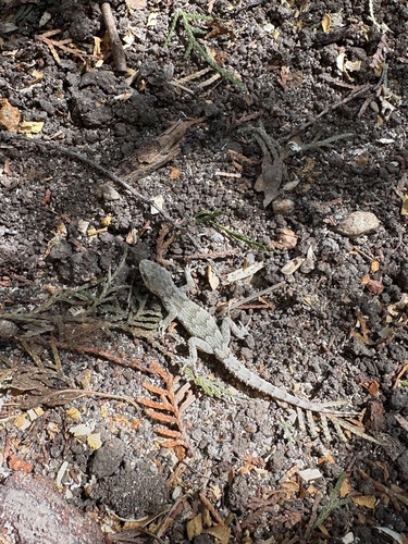 Mediterranean Thin-toed Gecko