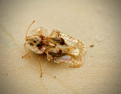 oak lace bug