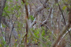 Campephilus guatemalensis