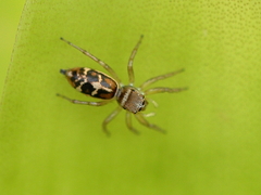 Cosmophasis baehrae