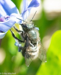 Osmia lignaria lignaria