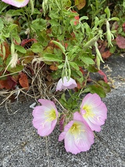 Oenothera speciosa