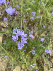 Gilia achilleifolia