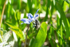 Osmia lignaria lignaria
