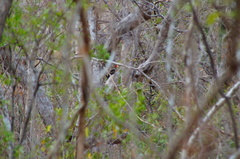 Campephilus guatemalensis