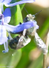 Osmia lignaria lignaria