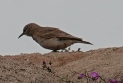 Geositta cunicularia