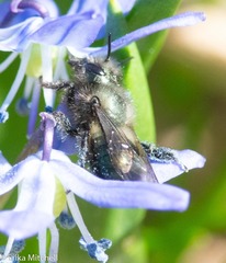 Osmia lignaria lignaria