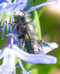Osmia lignaria lignaria