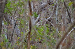 Campephilus guatemalensis