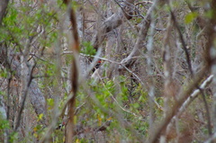 Campephilus guatemalensis