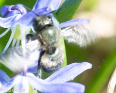 Osmia lignaria lignaria