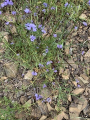 Gilia achilleifolia