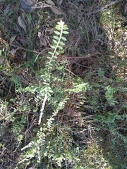 Bossiaea stephensonii