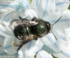 Osmia lignaria lignaria