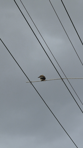 Laughing Kookaburra