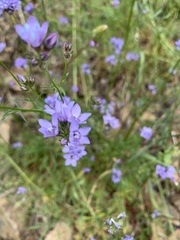 Gilia achilleifolia