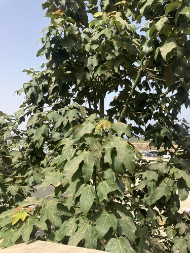 Lacebark