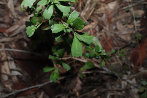 Dodonaea triangularis, photograph 5
