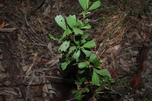 Dodonaea triangularis, photograph 6