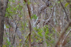 Campephilus guatemalensis