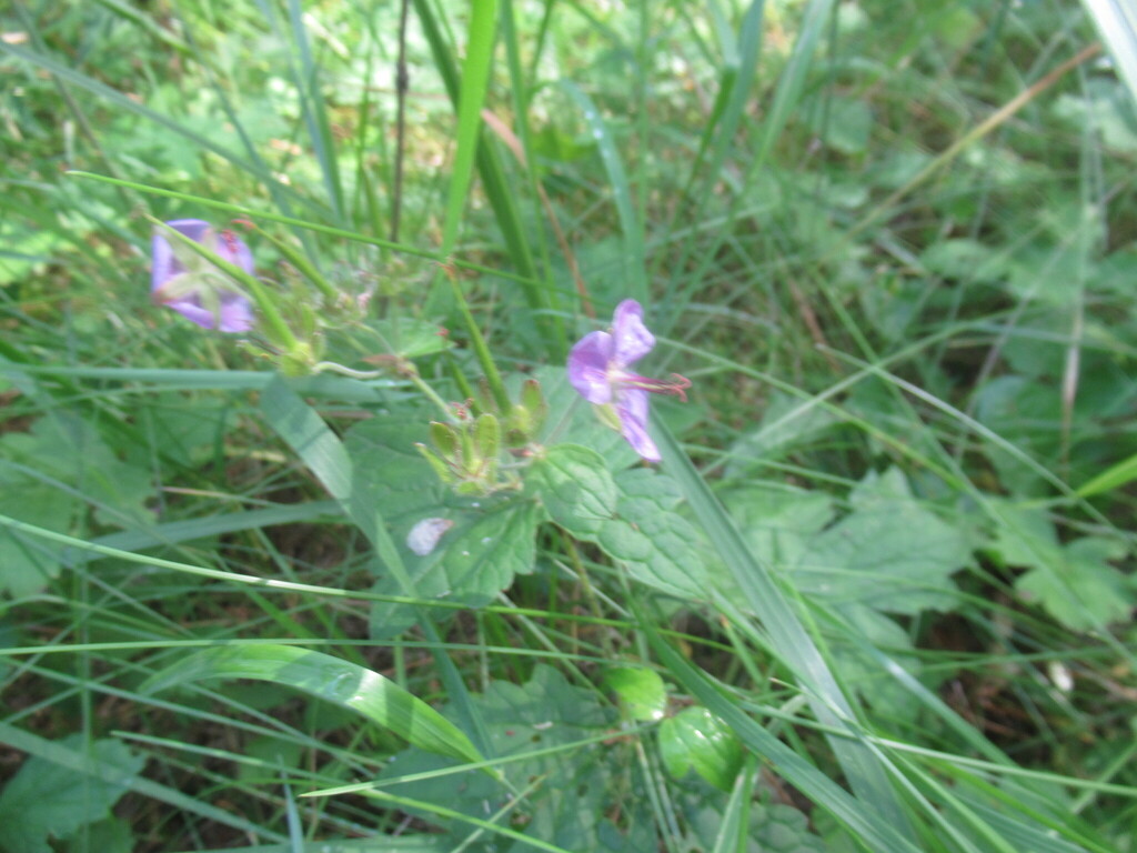 Geranium platyanthum; photograph author not stated, no rights reserved