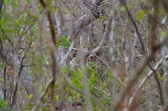 Campephilus guatemalensis