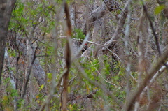 Campephilus guatemalensis