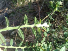 Bossiaea stephensonii