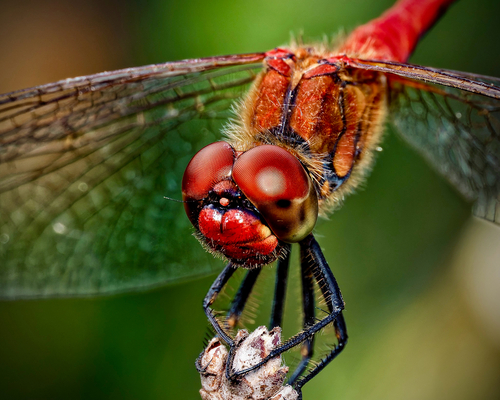 Ruddy Darter