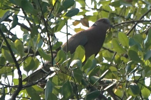 Streptopelia bitorquata observed 2026-07-14