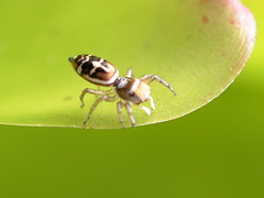 Cosmophasis baehrae