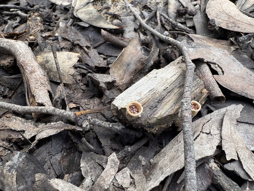 woolly bird's nest fungus