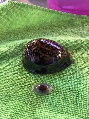 Bistolida brevidentata observed 2026-07-13