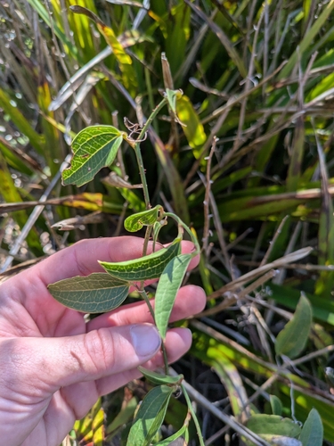 Austral Sarsaparilla
