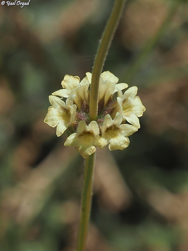 Sideritis libanotica, 2026-07-17